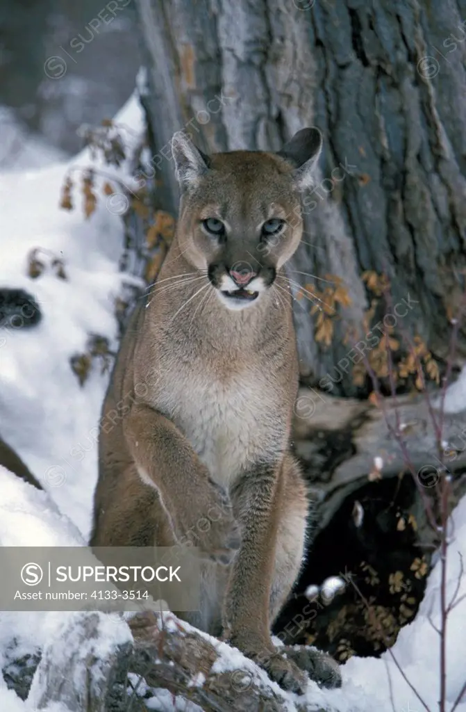 Mountain Lion,Felis concolor,Montana,USA,adult female in snow