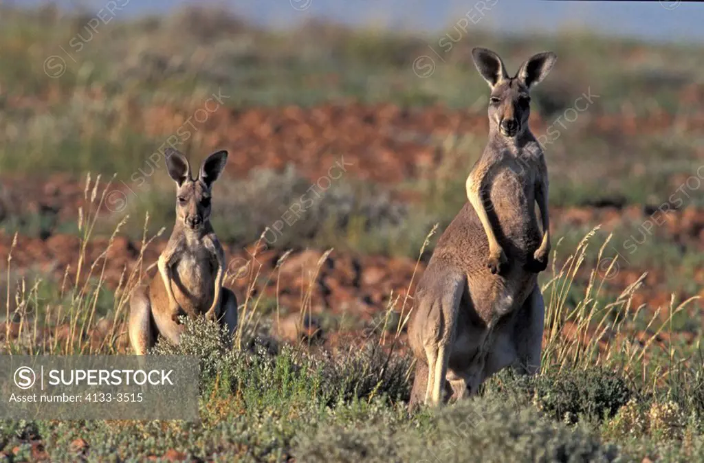 Red Kangaroo,Macropus rufus,Australia,Sturt Nationalpark,mother with young