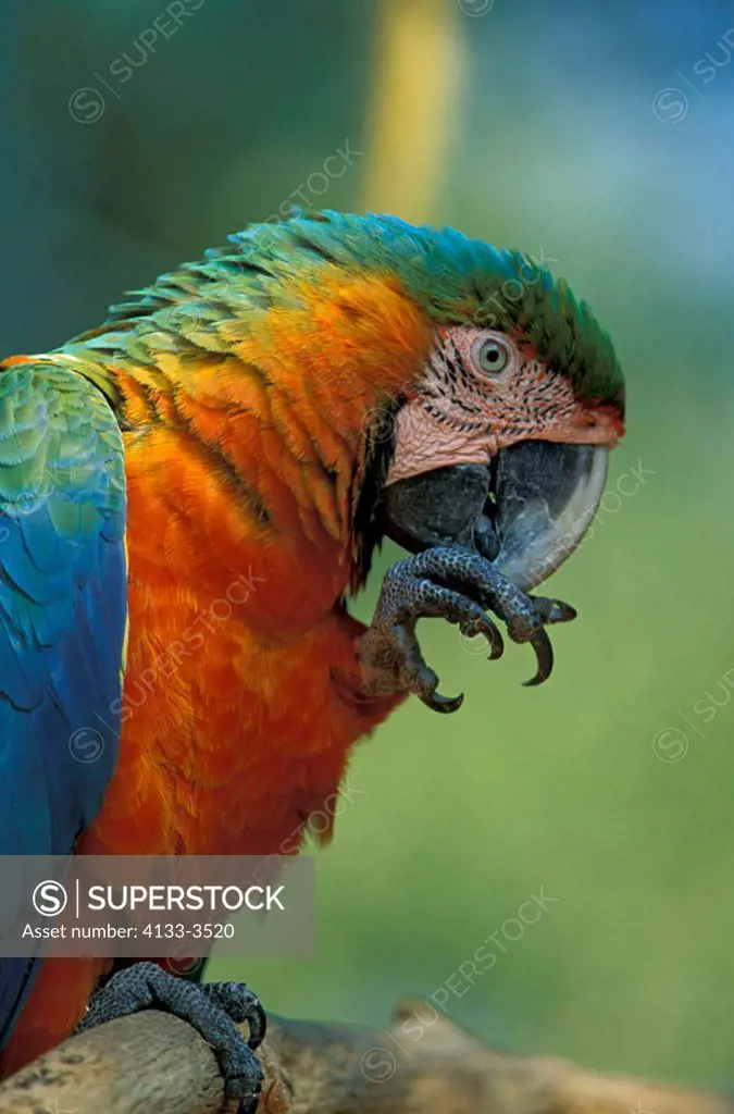 Macaw Hybrid, Ara hybride, Florida, USA, adult portrait