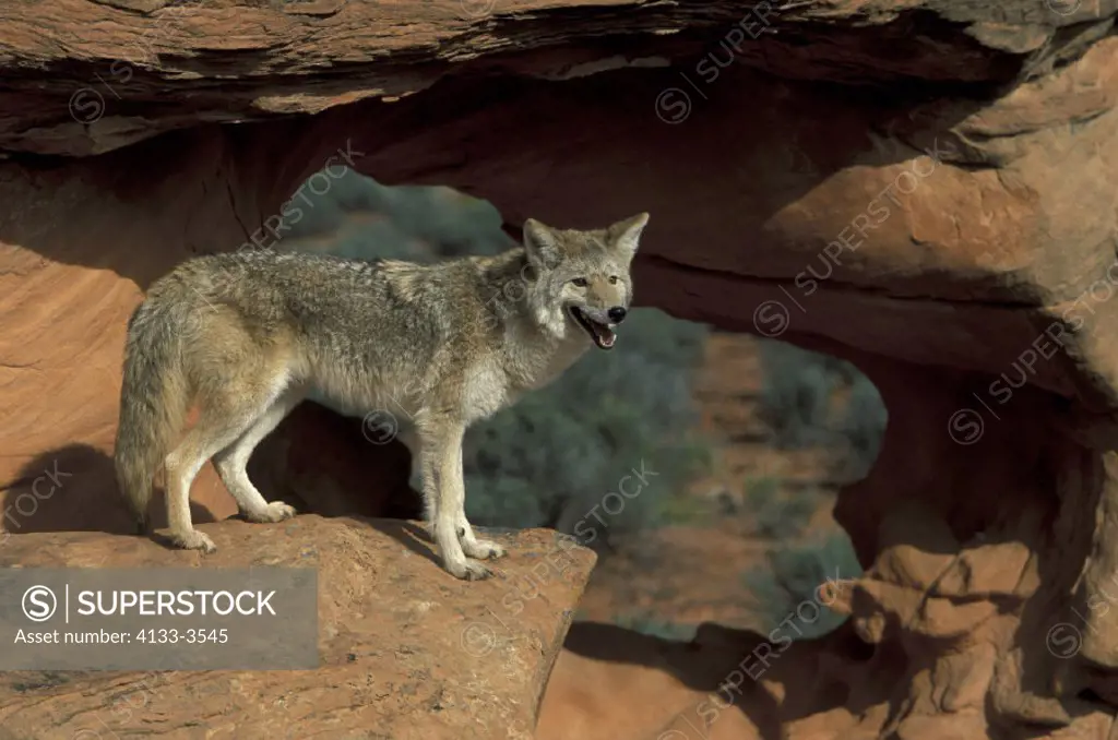 Coyote , Canis latrans , Utah , USA , Adult male on Rock