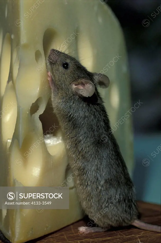 House Mouse , Mus musculus , Germany , Adult feeding on cheese