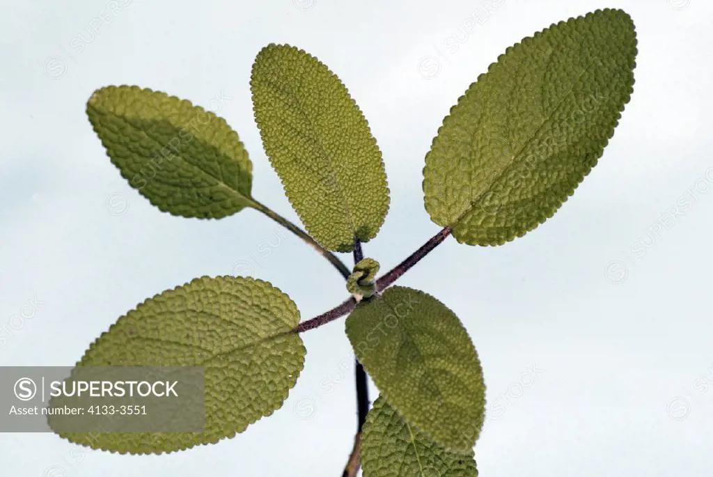 Sage , Salvia officinalis , Germany , Europe , leaves herb food