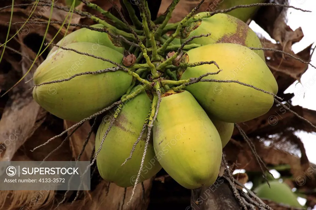 Coconut Palm,Cocos nucifera,Brazil,fruits