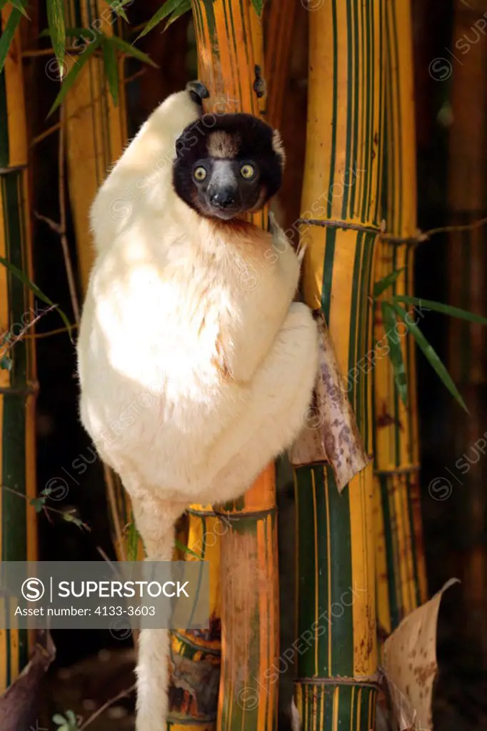 Verreaux`s Sifaka, Propithecus verreauxi coronatus, Madagascar, adult on bamboo