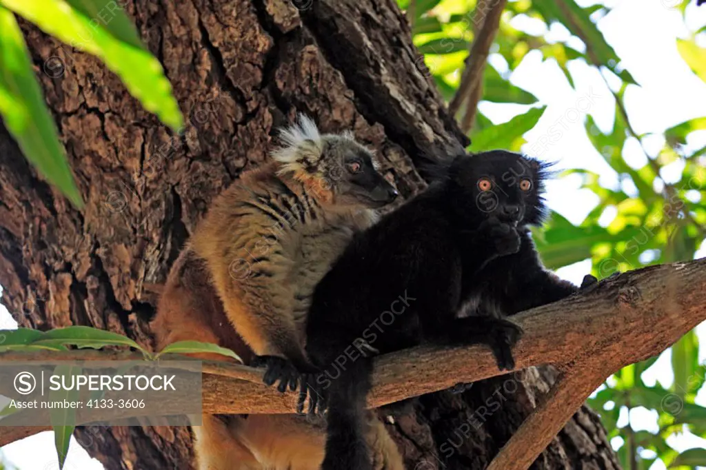 Black Lemur, Lemur macaco, Nosy Komba, Madagascar, adult couple on tree