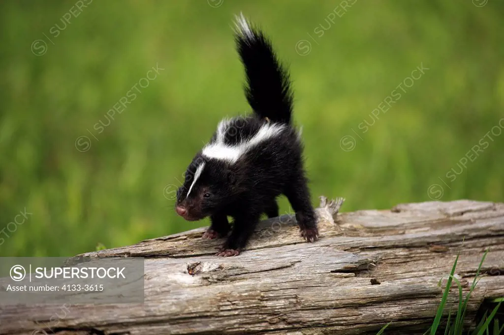 Striped Skunk,Mephitis mephitis,Minnesota,USA,young one month old