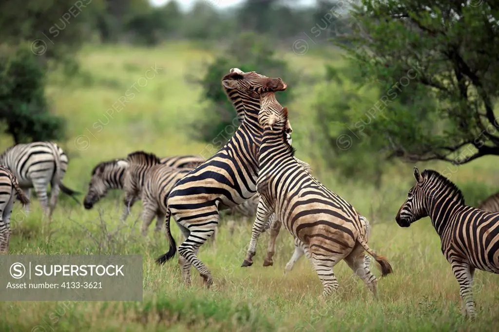 Plains Zebra,Burchell´s Zebra,Equus burchelli boehmi,Kruger Nationalpark,South Africa,Africa,two adults fighting