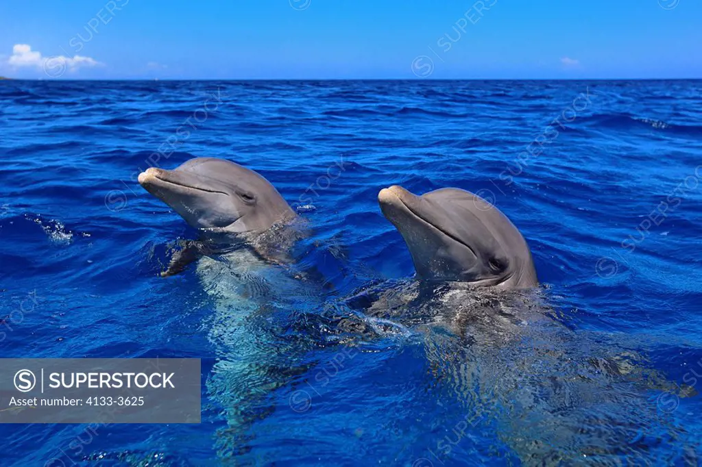 Bottle_nosed Dolphin,Bottle Nosed Dolphin,Bottle Nose Dolphin,Tursiops truncatus,Roatan,Honduras,Caribbean,Central America,Lateinamerica,two adults po...