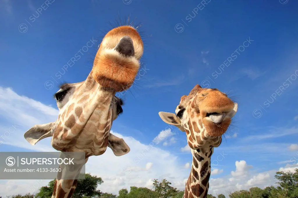 Reticulated Giraffe,Giraffa camelopardalis reticulata,Africa,two adults portrait