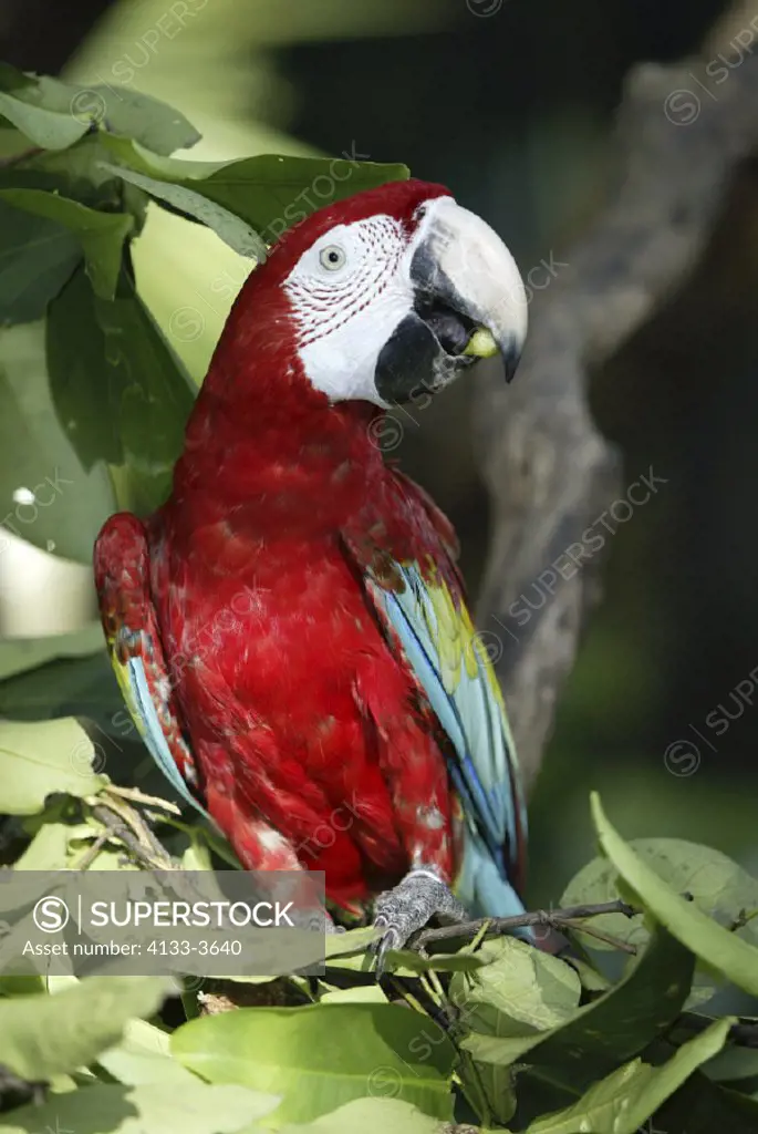 Red, Blue and Green Macaw Ara chloroptera South America