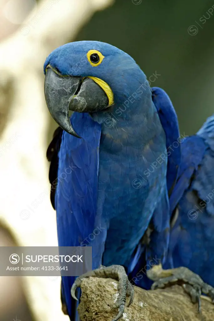 Blue Macaw Anodorhynchus hyazinthinus South America