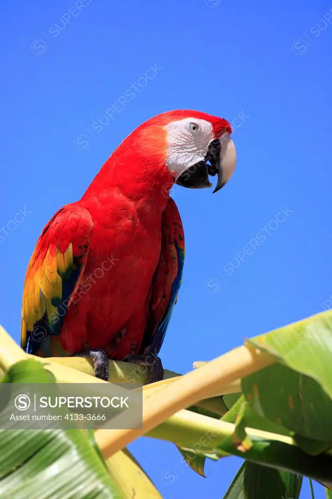 Scarlet Macaw,Ara macao,Roatan,Honduras,Caribbean,Central America,Latin America,adult calling on banana plant