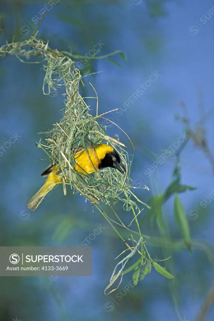 Lesser Masked Weaver , Ploceus intermedius , Kruger National Park , South Africa , Africa , adult mail weaving