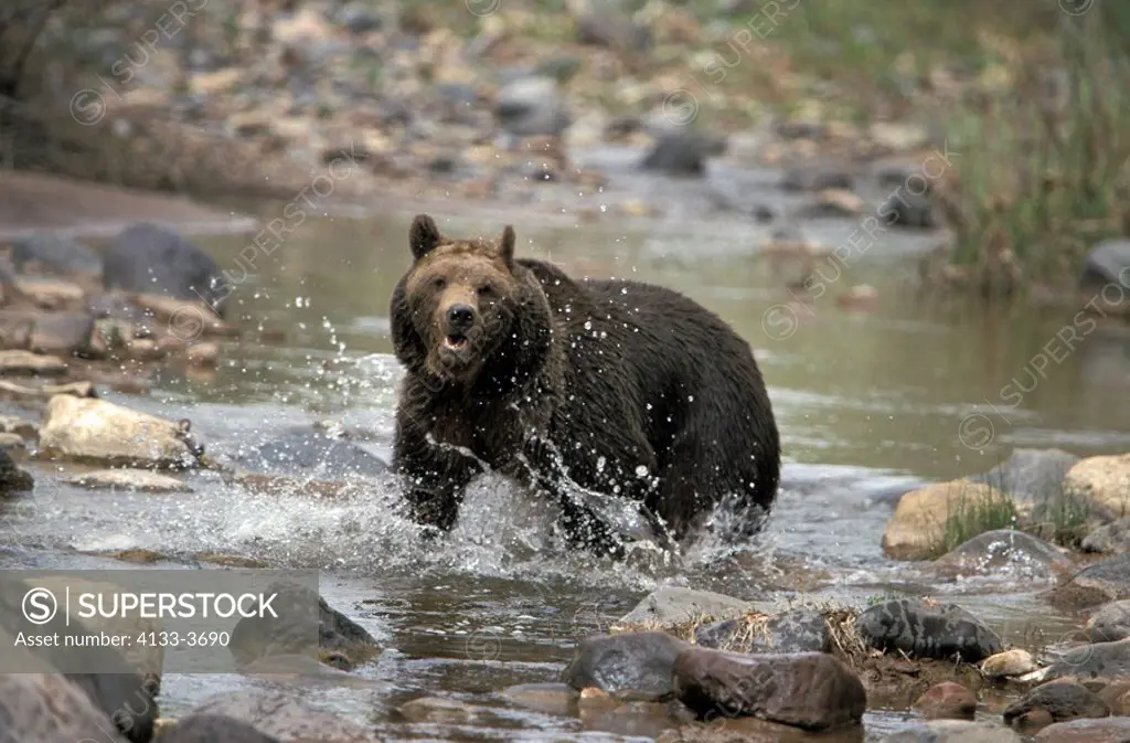 Grizzly Bear,Ursus arctos horribilis,Montana,USA,North America,adult,male,in water,running,creek,river