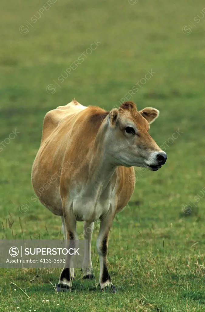 Cattle,Domestic Animal,Australia,adult out at feed
