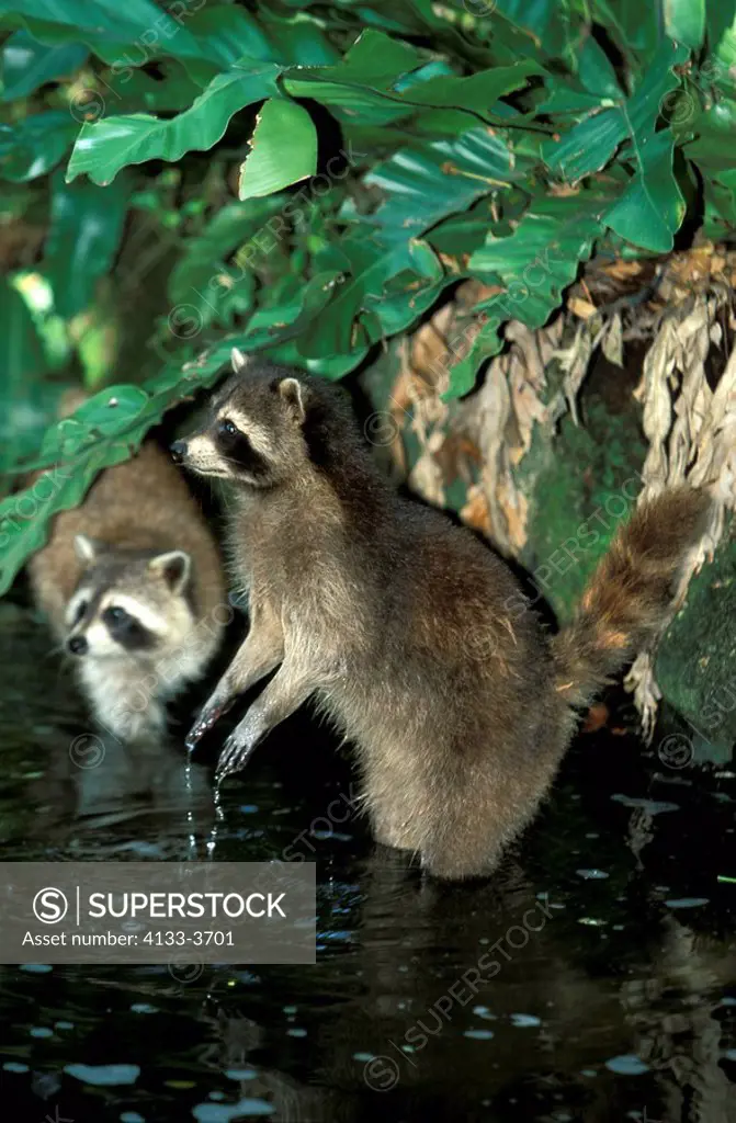 North American Raccoon,Procyon lotor,North America,adult in water searching for food