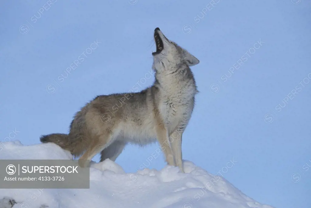 Coyote , Canis latrans , Montana , USA , Adult male in snow , howling