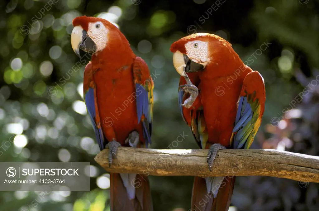 Scarlet Macaw  , Ara macao , South America, America , adult couple , pair  on tree portrait