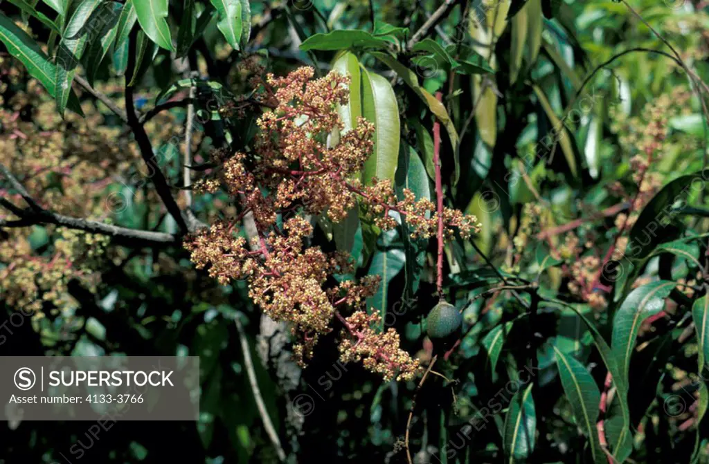 Mango tree, Mangifera Indica, Madagascar, bloom