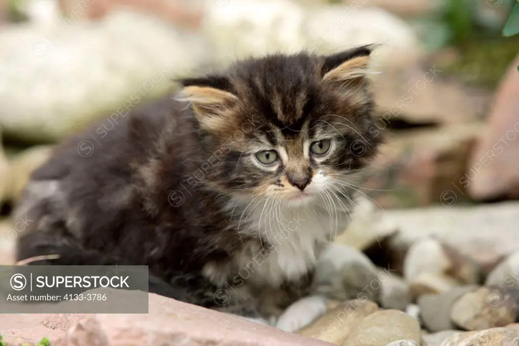 Maine Coon Housecat, Silvestris domestic spec, Germany, cub