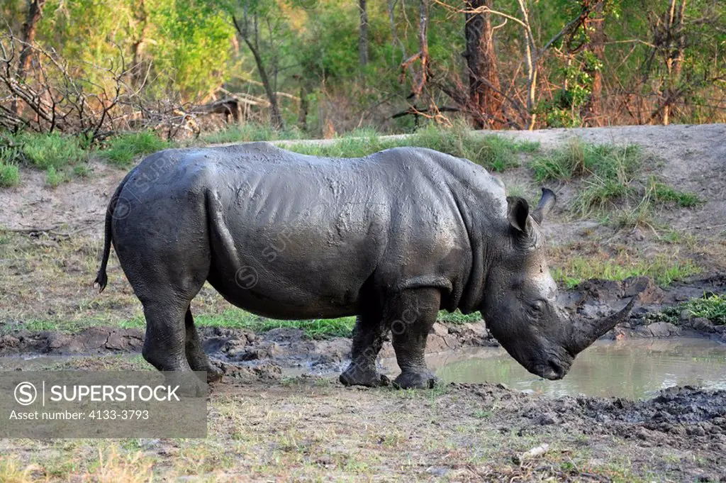 White Rhinoceros,Square Lipped Rhinoceros,Ceratotherium simum,Kruger National Park,Sabisabi Private Game Reserve,South Africa,adult male at waterhole