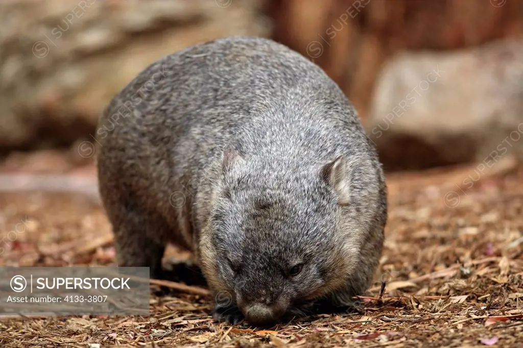 Common wombat,Vombatus ursinus,Australia,adult on ground searching for food