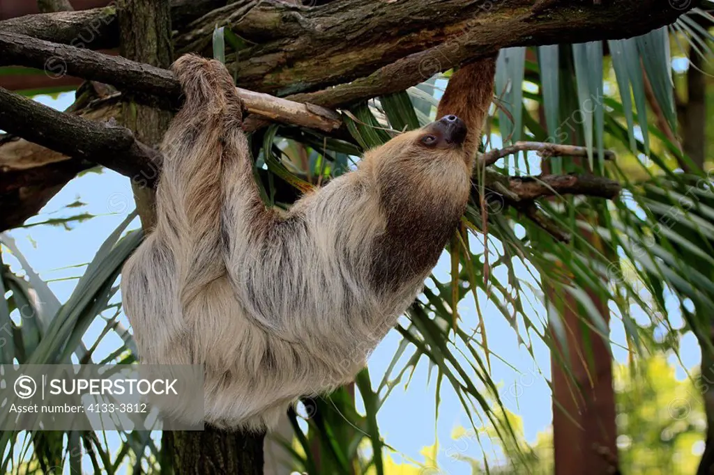 Linnes two toed sloth,Chloepus didactylus,South America,adult hanging on tree