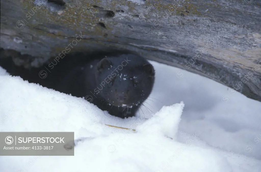American Mink , Mustela vison , Montana , USA , Adult in snow