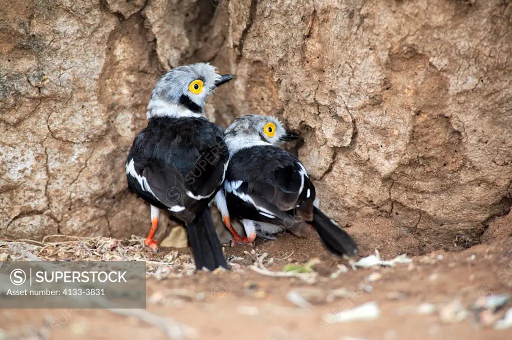 White Helmetedshrike,Prionops plumatus,Kruger National Park,South Africa,adult couple on ground searching for food