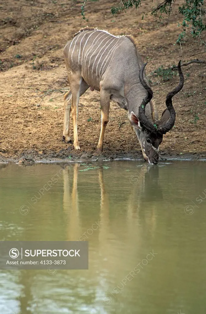 Greater Kudu,Tragelaphus strepsiceros,Mkuzi Game Reserve,South Africa,adult,male,drinking,at water