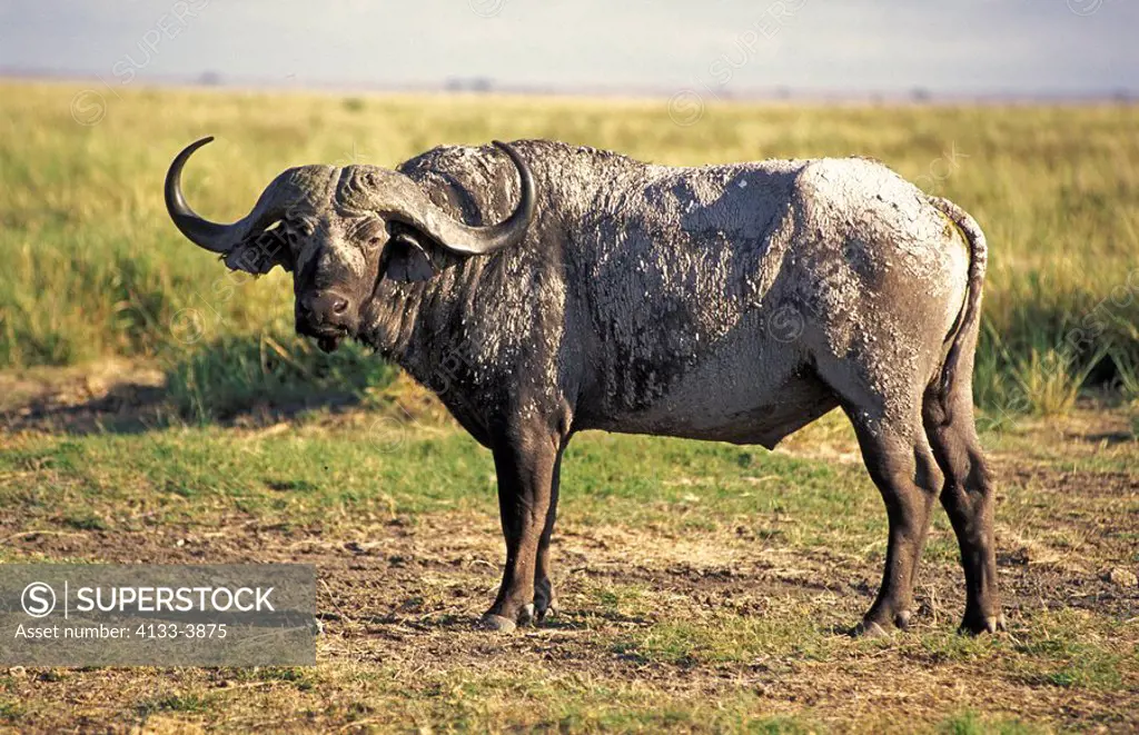 African Buffalo,Syncerus caffer,Amboseli Nationalpark,Kenya,Africa,adult