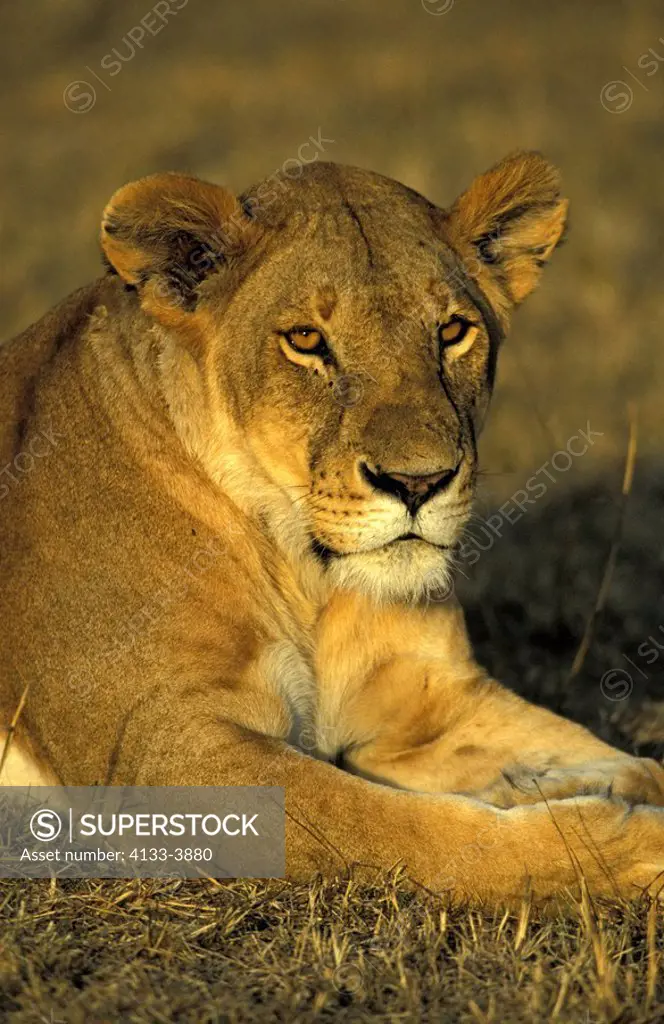 Lion,Panthera leo,Masai Mara,Kenya,Africa,adult female portrait