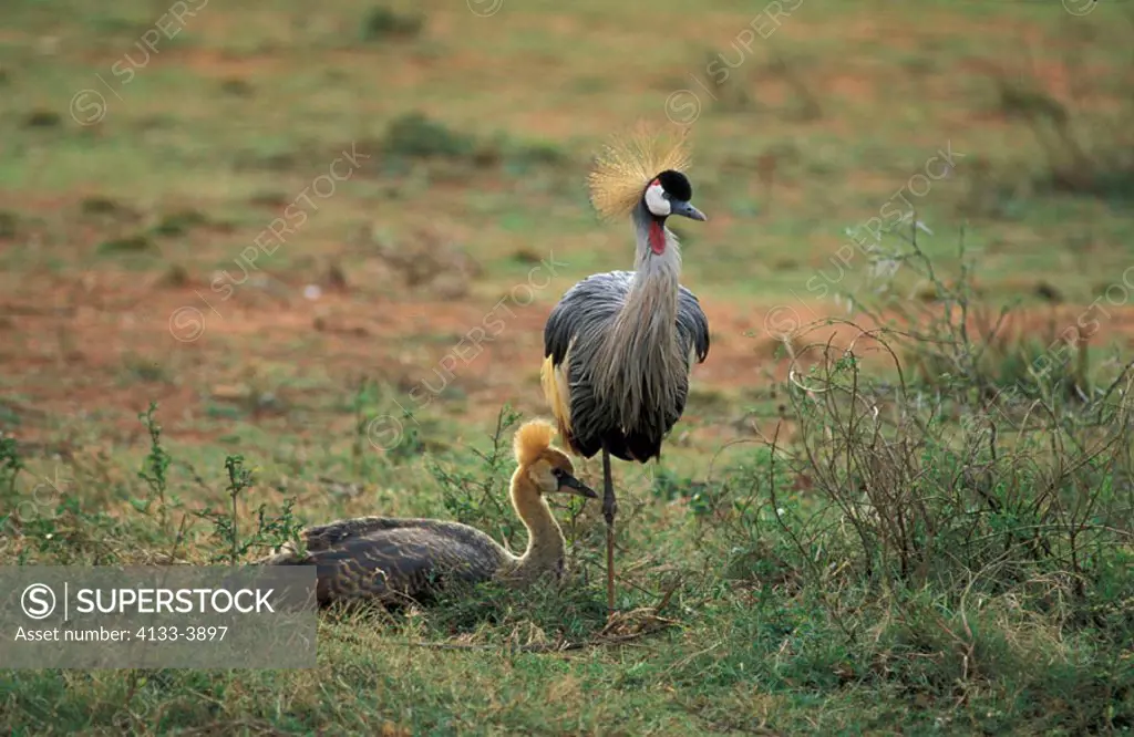 Crowned Crane, Balearica regulorum, South Africa, adult with young bird subadult