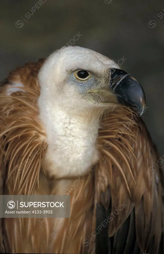 Griffon Vulture Gyps fulvus Europe