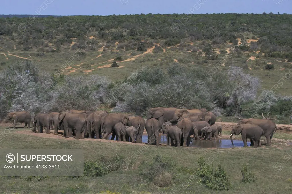 African Elephant , Loxodonta africana , Addo Elephant National Park , South Africa , Africa , Adults , Herd , Group , drinking