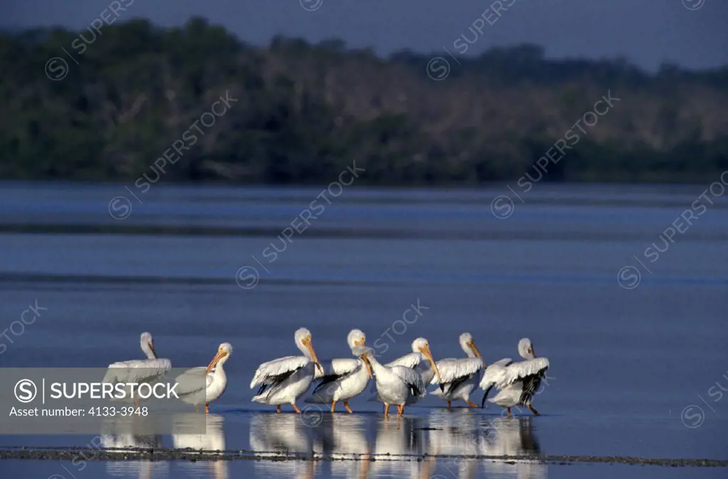 American White Pelican , Pelecanus erythrorhynchos , Ding Darling Reserve , Sanibel Florida , USA , America , group of adults in water