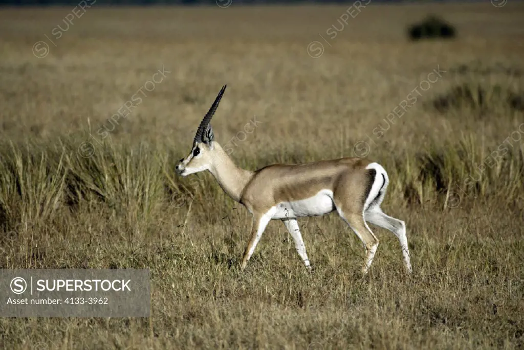 Grant`s Gazelle, Gazella granti, Masai Mara, Kenya, adult