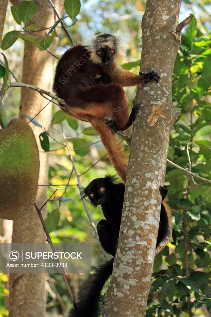 Black Lemur, Lemur macaco, Nosy Komba, Madagascar, adult couple with baby on tree
