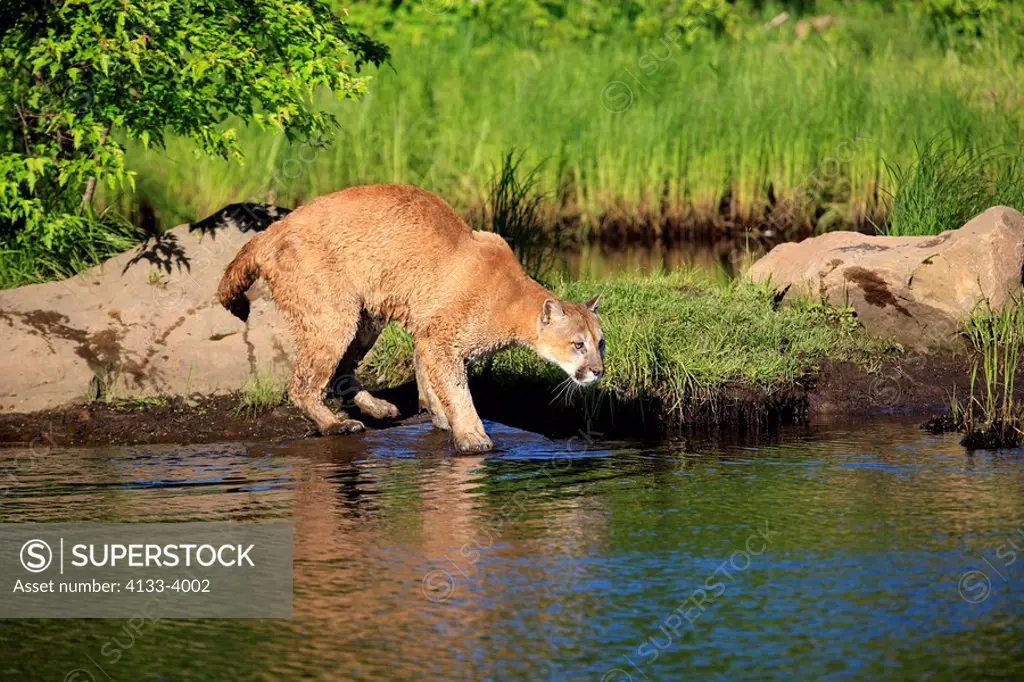 Mountain Lion,Felis concolor,Minnesota,USA,adult at water