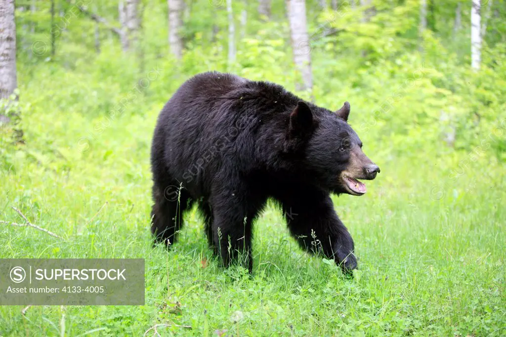 Black Bear,Ursus americanus,Minnesota,USA,adult