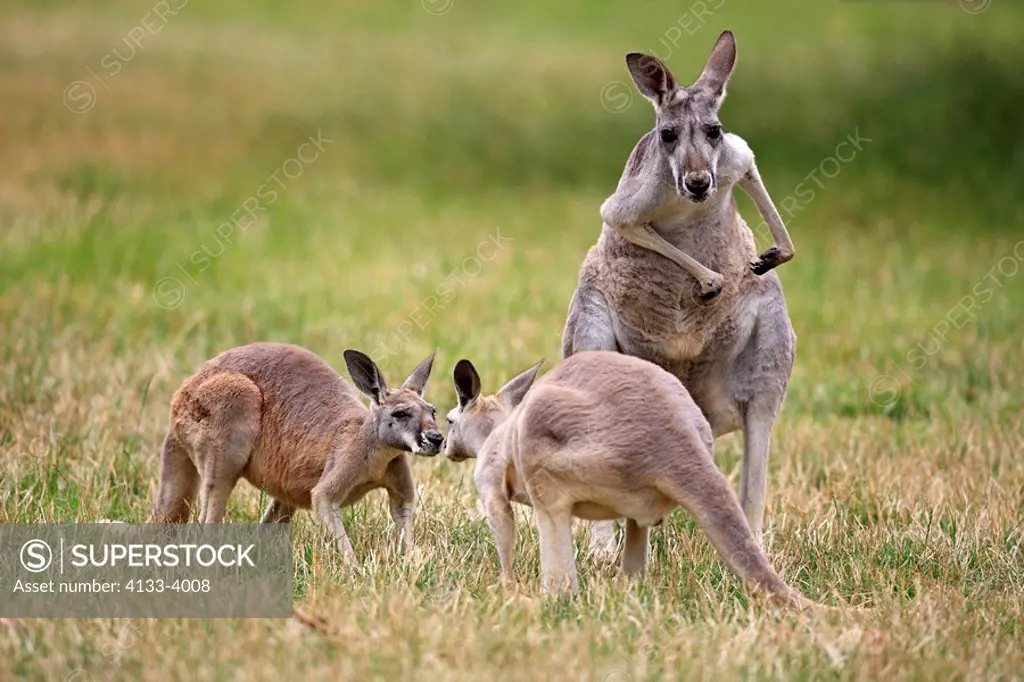 Eastern Grey Kangaroo,Macropus giganteus,Australia,adult female with young