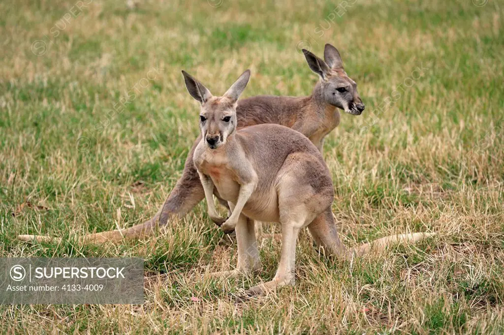 Eastern Grey Kangaroo,Macropus giganteus,Australia,two youngs