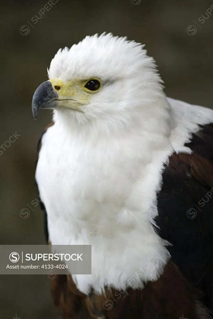 African Fish Eagle , Haliaeetus vocifer , Africa , adult , Portrait