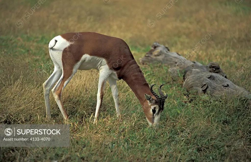 Mhorr Gazelle,Dama Gazelle,Gazella dama mhorr,Africa,adult male feeding