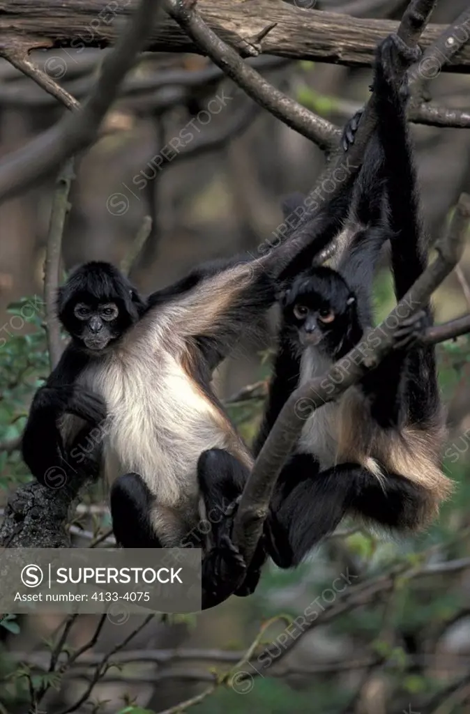 Spider Monkey,Ateles geoffroyi,South America,Central America,adults on tree