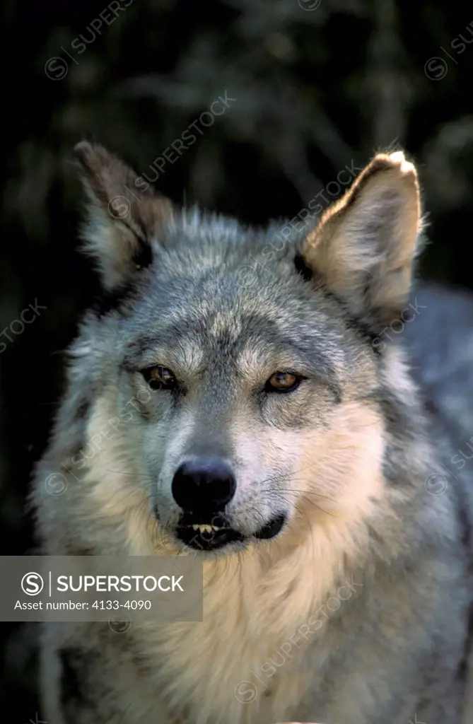 Mexican Wolf,Lanis lupus baileyi,Sonora Desert,Arizona,USA,adult portrait