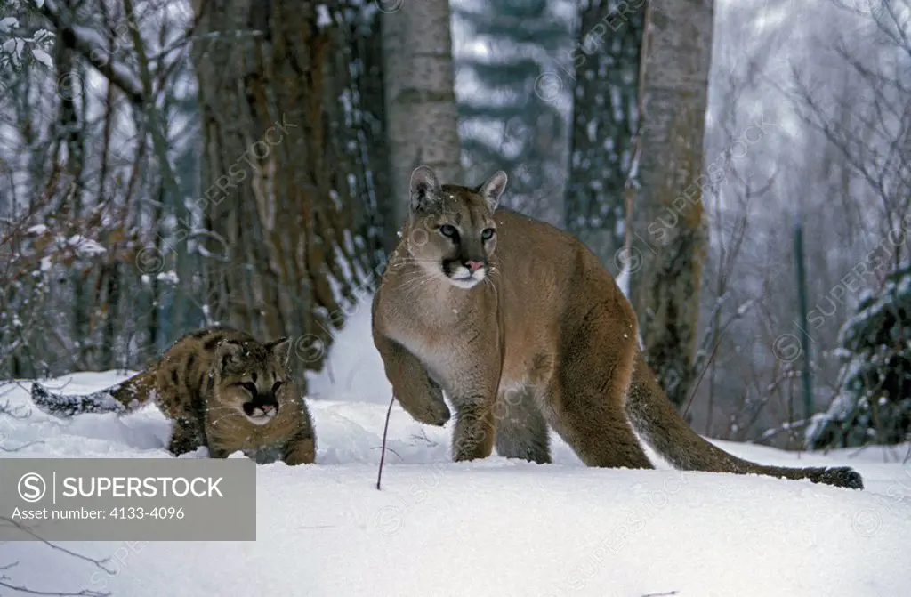 Mountain Lion,Felis concolor,Montana,USA,adult female with young in snow in winter