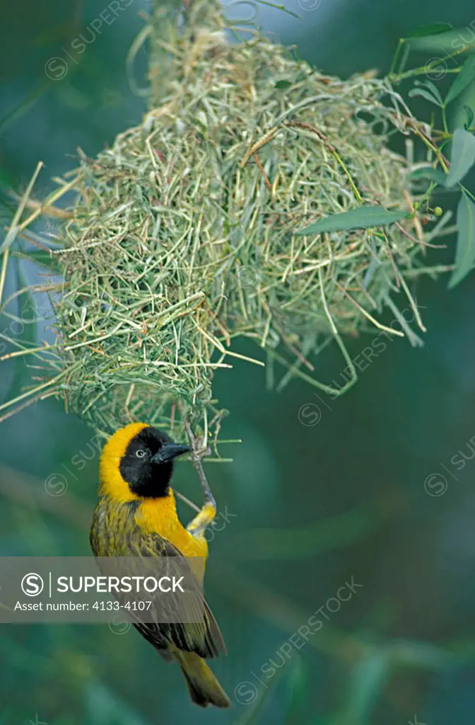 Lesser Masked Weaver Ploceus intermedius Pilanesberg NP South Africa
