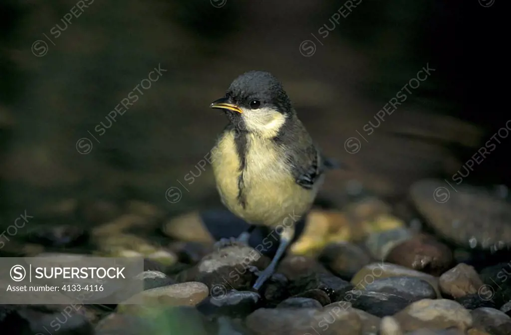 Great Tit Parus major Germany Europe