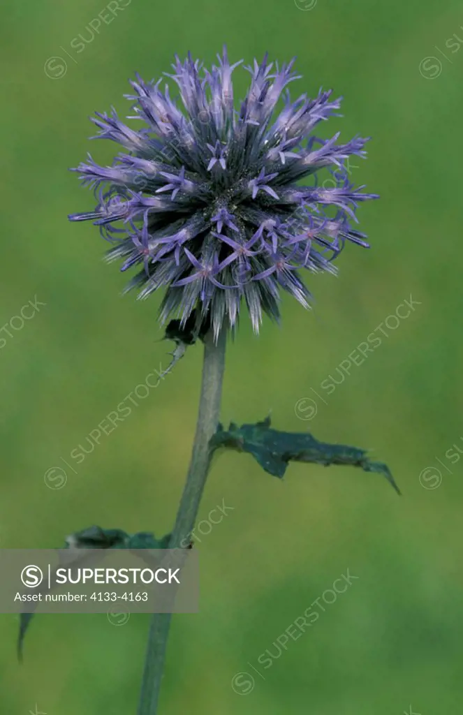 Globe thistle, Echinops banaticus, Germany, bloom